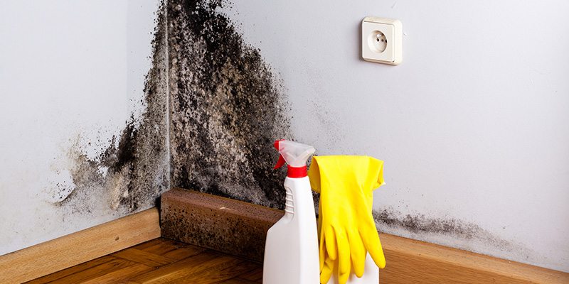 Mold Removal Service, Winston-Salem, NC | Double D Construction ...